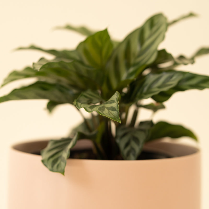 Calathea Green Concinna - Image 13