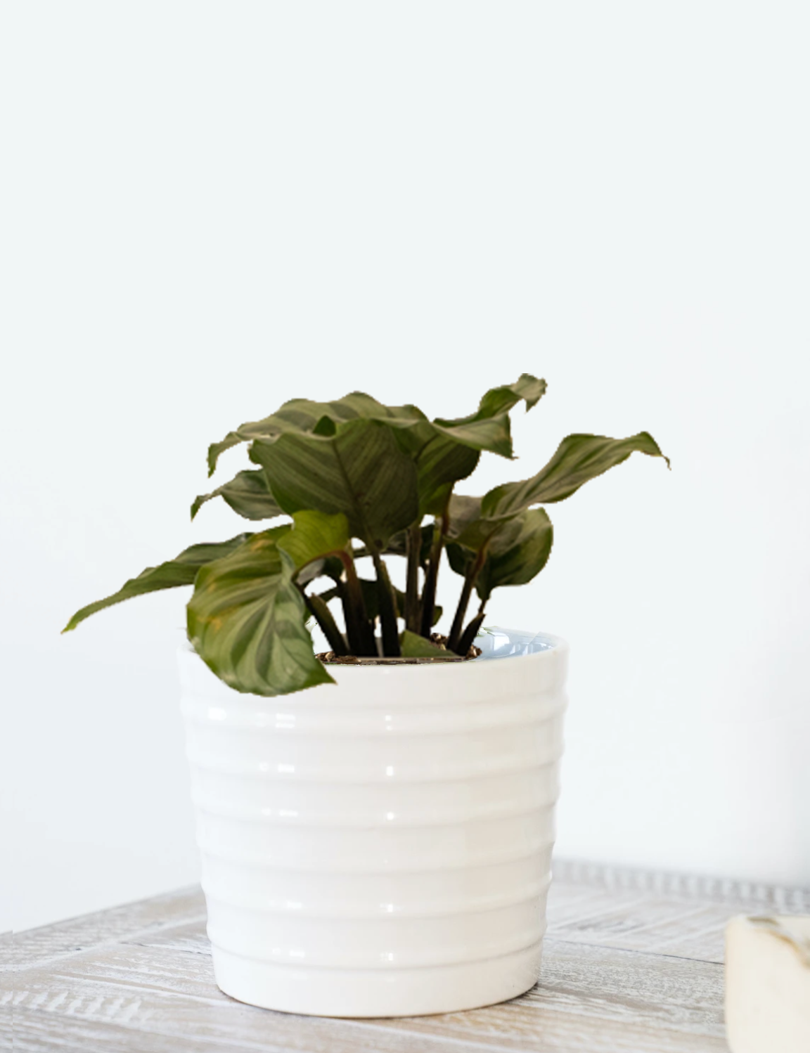 Calathea Green Concinna - Image 12