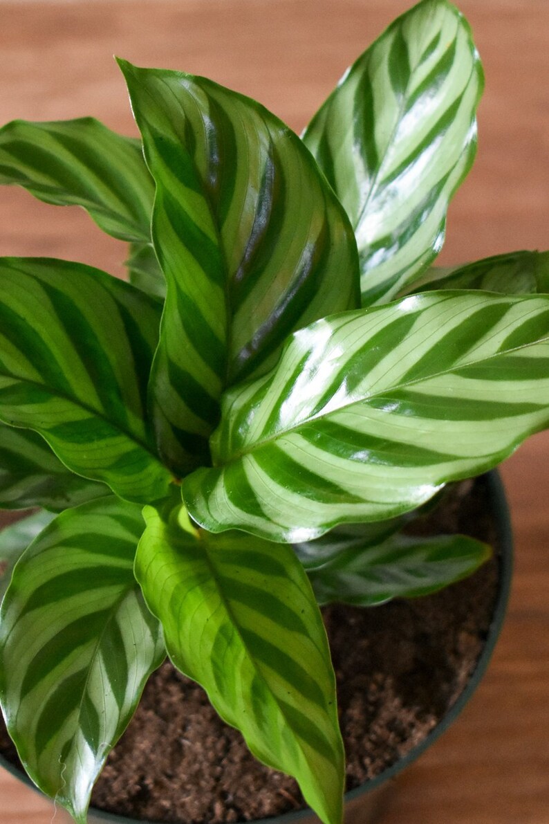 Calathea Green Concinna - Image 9