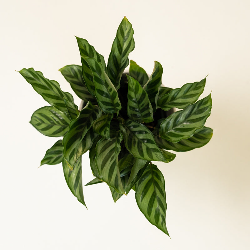 Calathea Green Concinna - Image 17
