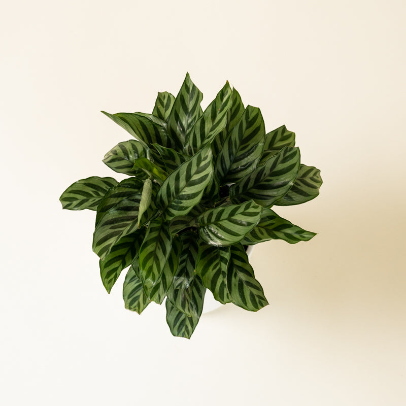 Calathea Green Concinna - Image 14
