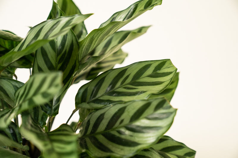 Calathea Green Concinna - Image 15