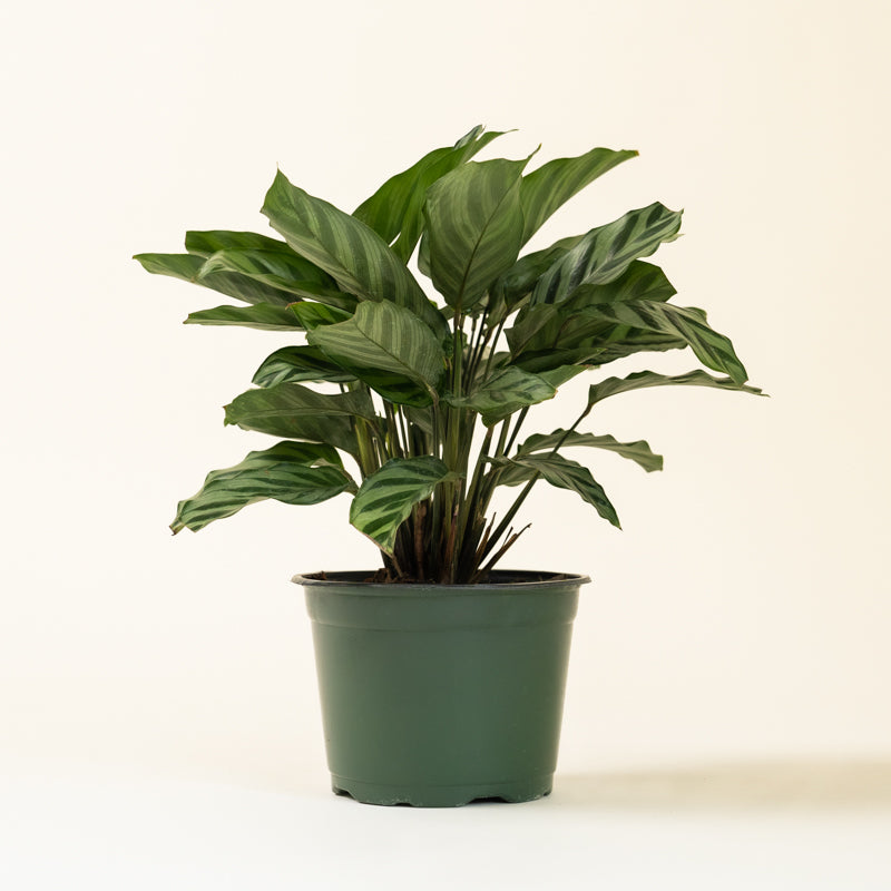 Calathea Green Concinna - Image 16