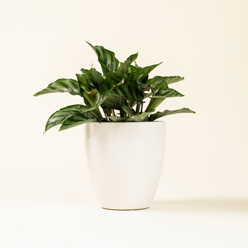 Calathea Green Concinna - Image 10