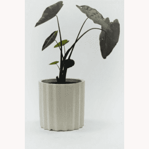 Alocasia Black Velvet