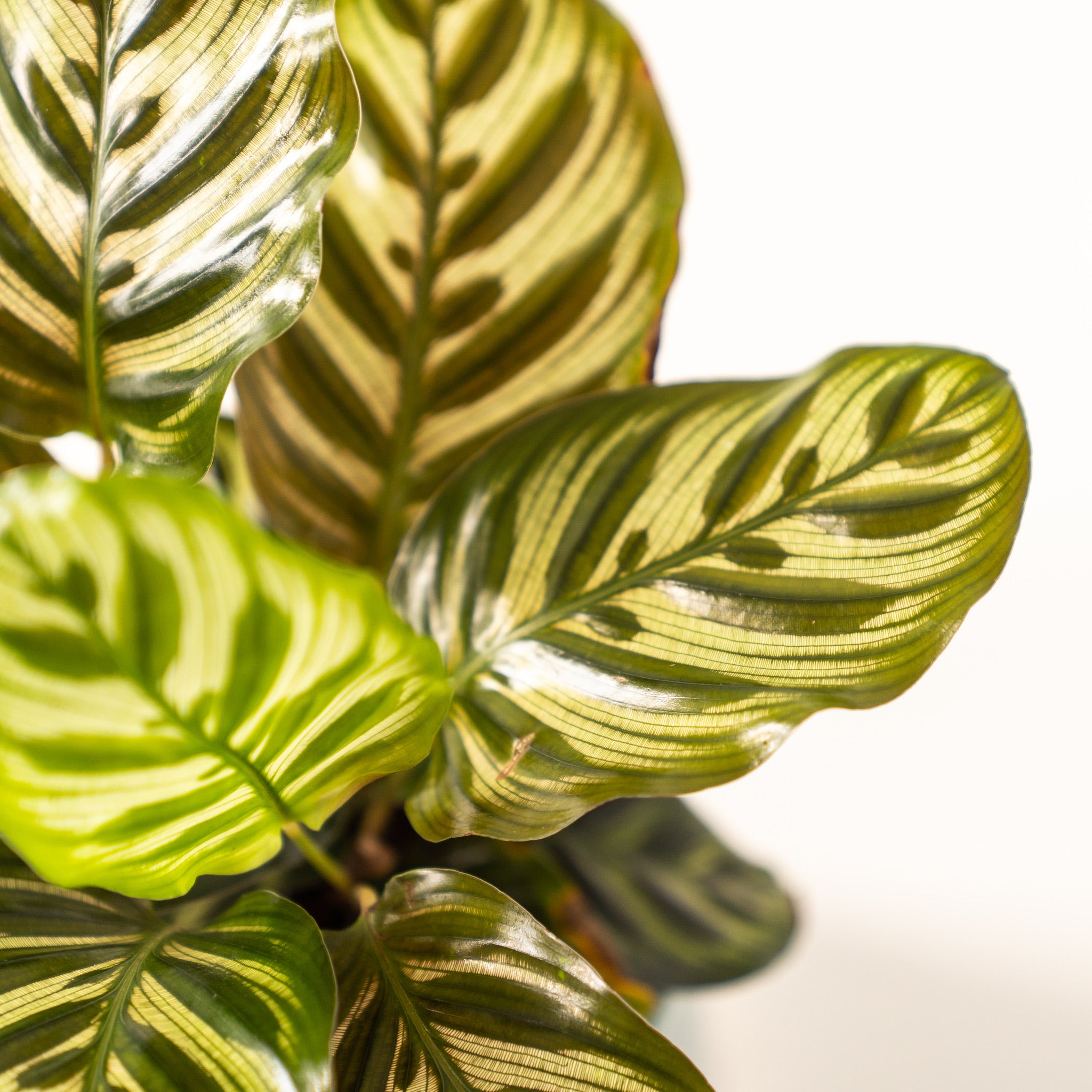 Calathea Peacock (Makoyana) - Image 5