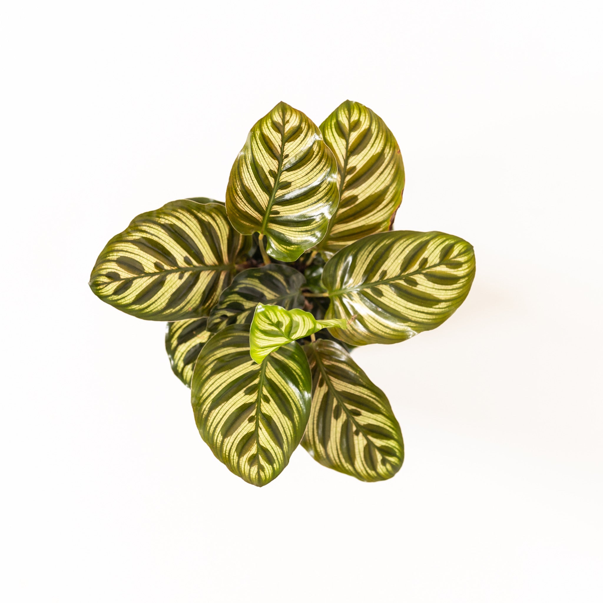 Calathea Peacock (Makoyana) - Image 6