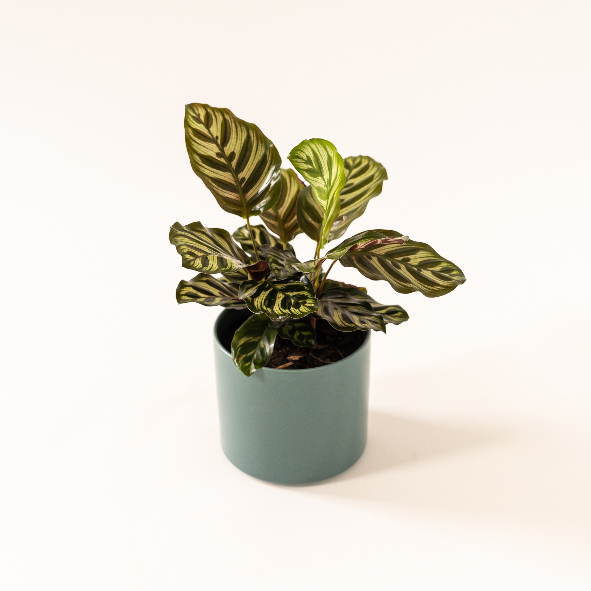 Calathea Peacock (Makoyana) - Image 3