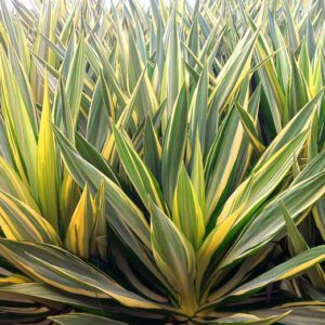 Yucca Filamentosa Plant